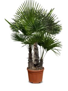 Palme - Trachycarpus fortunei mehrstämmig - 220-240 cm