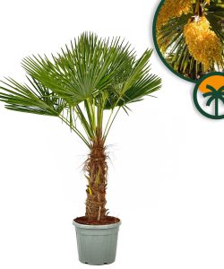 Palme - Trachycarpus fortunei - 50-60 cm Stamm - 180-200 cm