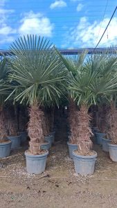 Palme - Trachycarpus fortunei - 50-60 cm Stamm - 180-200 cm