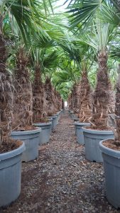 Palme - Trachycarpus fortunei - 50-60 cm Stamm - 180-200 cm