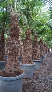 Palme - Trachycarpus fortunei - 50-60 cm Stamm - 180-200 cm
