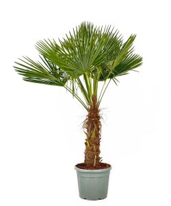 Palme - Trachycarpus fortunei - 50-60 cm Stamm - 180-200 cm