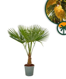 Palme - Trachycarpus fortunei - 20-30 cm Stammhöhe - 120-140 cm Gesamthöhe