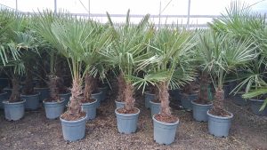 Palme - Trachycarpus fortunei - 20-30 cm Stammhöhe - 120-140 cm Gesamthöhe