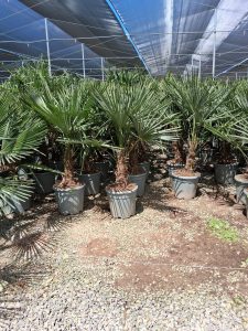 Palme - Trachycarpus fortunei - 20-30 cm Stammhöhe - 120-140 cm Gesamthöhe