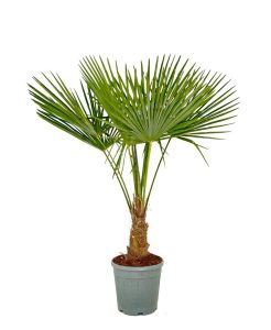 Palme - Trachycarpus fortunei - 20-30 cm Stammhöhe - 120-140 cm Gesamthöhe
