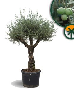 Olivenbaum - Olea europaea - Verzweigt - 80 Jahre - 240 cm