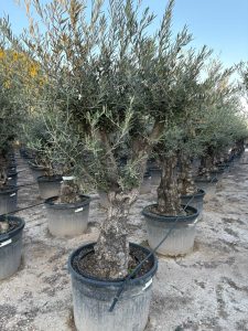 Olivenbaum - Olea europaea - Verzweigt - 80 Jahre - 240 cm