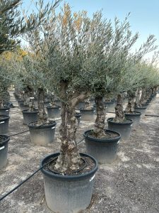 Olivenbaum - Olea europaea - Verzweigt - 80 Jahre - 240 cm