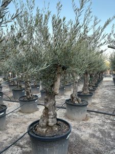 Olivenbaum - Olea europaea - Verzweigt - 80 Jahre - 240 cm