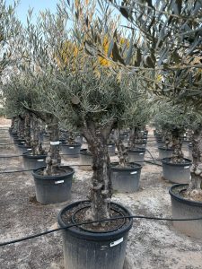 Olivenbaum - Olea europaea - Verzweigt - 80 Jahre - 240 cm
