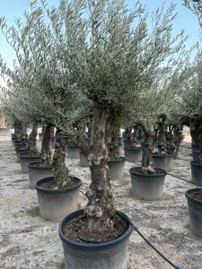 Olivenbaum - Olea europaea - Verzweigt - 80 Jahre - 240 cm