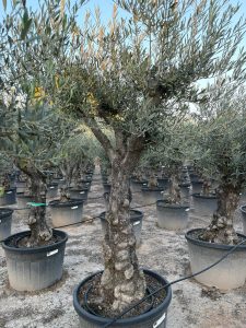 Olivenbaum - Olea europaea - Verzweigt - 80 Jahre - 240 cm