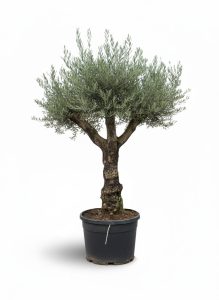 Olivenbaum - Olea europaea - Verzweigt - 80 Jahre - 240 cm