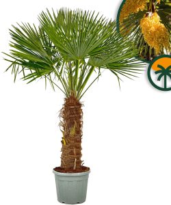 Palme - Trachycarpus fortunei - 80-100 cm