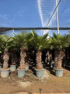 Palme - Trachycarpus fortunei - 80-100 cm