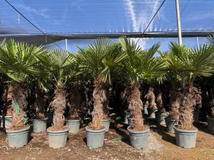 Palme - Trachycarpus fortunei - 80-100 cm