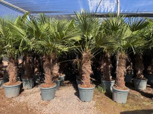 Palme - Trachycarpus fortunei - 80-100 cm