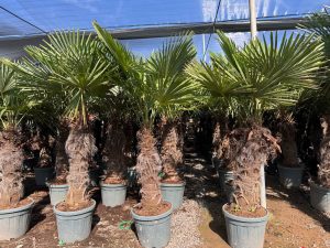 Palme - Trachycarpus fortunei - 80-100 cm