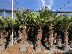 Palme - Trachycarpus fortunei - 80-100 cm