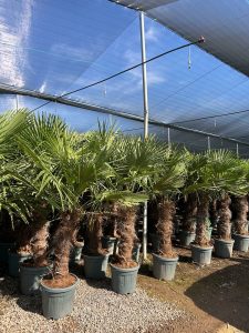 Palme - Trachycarpus fortunei - 80-100 cm
