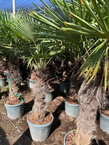 Palme - Trachycarpus fortunei - 80-100 cm