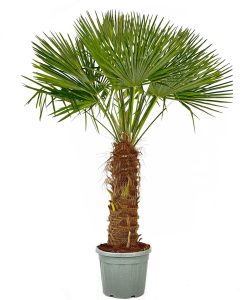Palme - Trachycarpus fortunei - 80-100 cm