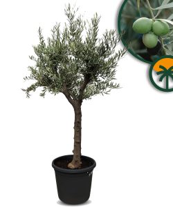 Olivenbaum - Olea europaea - verzweigt - 30 Jahre - 190 cm