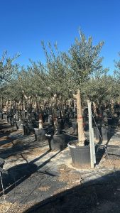 Olivenbaum - Olea europaea - verzweigt - 30 Jahre - 190 cm