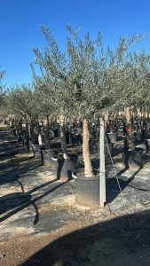 Olivenbaum - Olea europaea - verzweigt - 30 Jahre - 190 cm