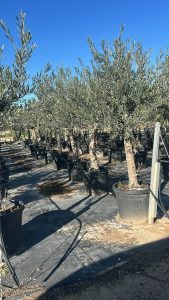 Olivenbaum - Olea europaea - verzweigt - 30 Jahre - 190 cm