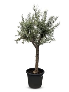 Olivenbaum - Olea europaea - verzweigt - 30 Jahre - 190 cm