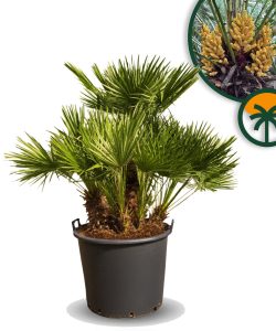 Palme - Chamaerops humilis mehrstämmig - 160 cm