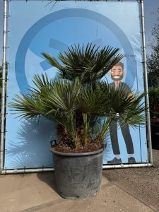 Palme - Chamaerops humilis mehrstämmig - 160 cm