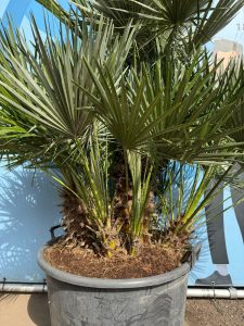 Palme - Chamaerops humilis mehrstämmig - 160 cm