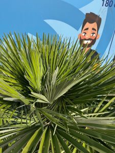 Palme - Chamaerops humilis mehrstämmig - 160 cm