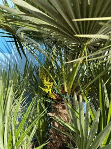 Palme - Chamaerops humilis mehrstämmig - 160 cm