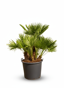 Palme - Chamaerops humilis mehrstämmig - 160 cm