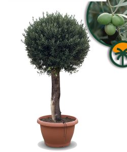 Olivenbaum - Olea europaea - Kugelform - 40 Jahre - 200 cm
