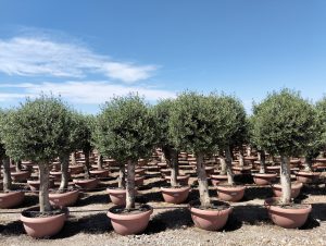 Olivenbaum - Olea europaea - Kugelform - 40 Jahre - 200 cm