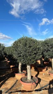 Olivenbaum - Olea europaea - Kugelform - 40 Jahre - 200 cm