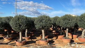 Olivenbaum - Olea europaea - Kugelform - 40 Jahre - 200 cm