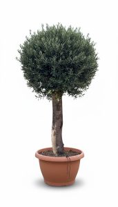 Olivenbaum - Olea europaea - Kugelform - 40 Jahre - 200 cm