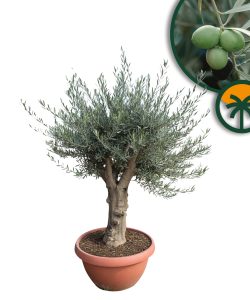 Olivenbaum - Olea europaea - 40 Jahre - 200 cm