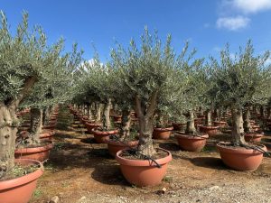 Olivenbaum - Olea europaea - 40 Jahre - 200 cm