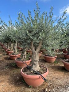 Olivenbaum - Olea europaea - 40 Jahre - 200 cm