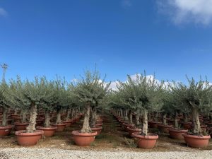 Olivenbaum - Olea europaea - 40 Jahre - 200 cm