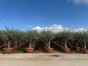 Olivenbaum - Olea europaea - 40 Jahre - 200 cm