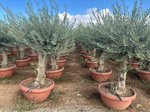 Olivenbaum - Olea europaea - 40 Jahre - 200 cm