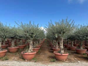 Olivenbaum - Olea europaea - 40 Jahre - 200 cm